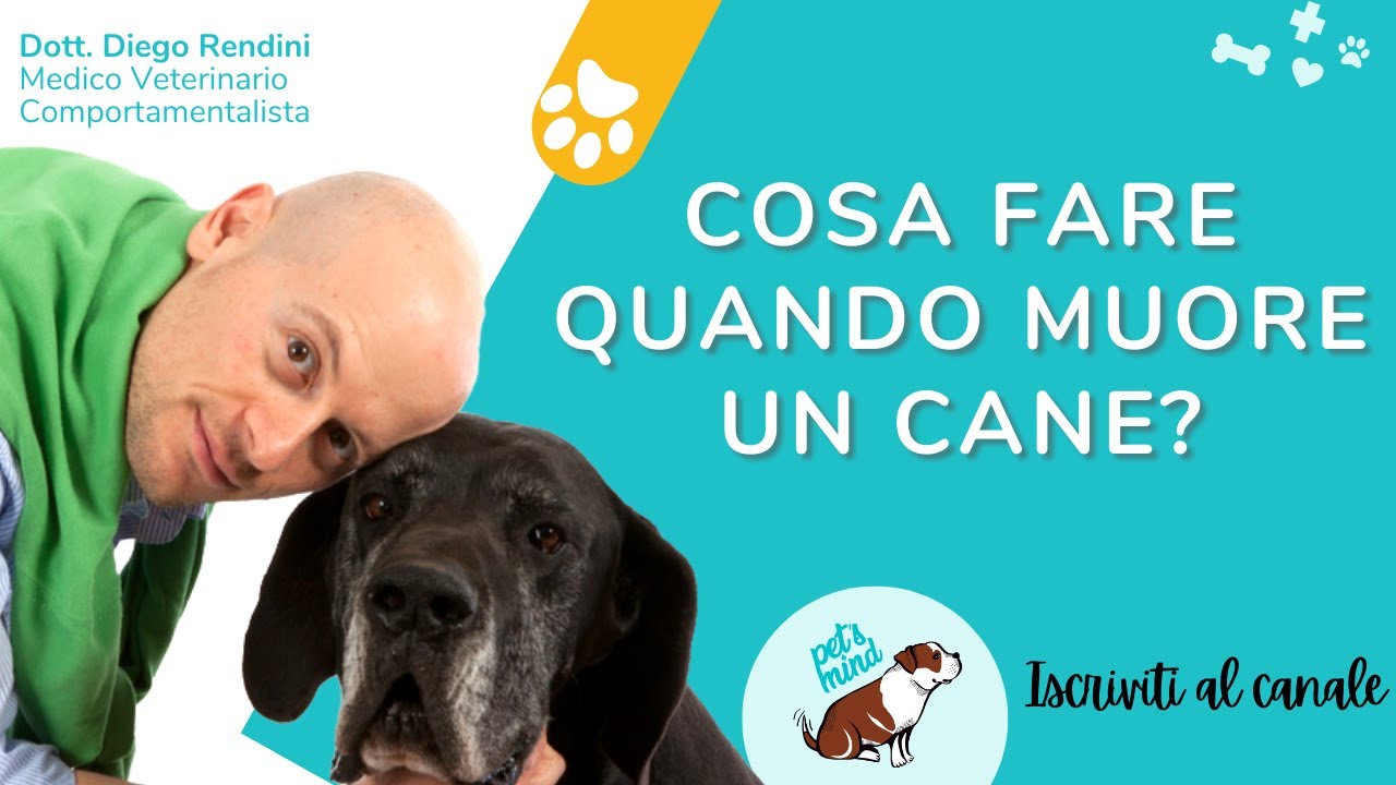 come superare la morte di un cane