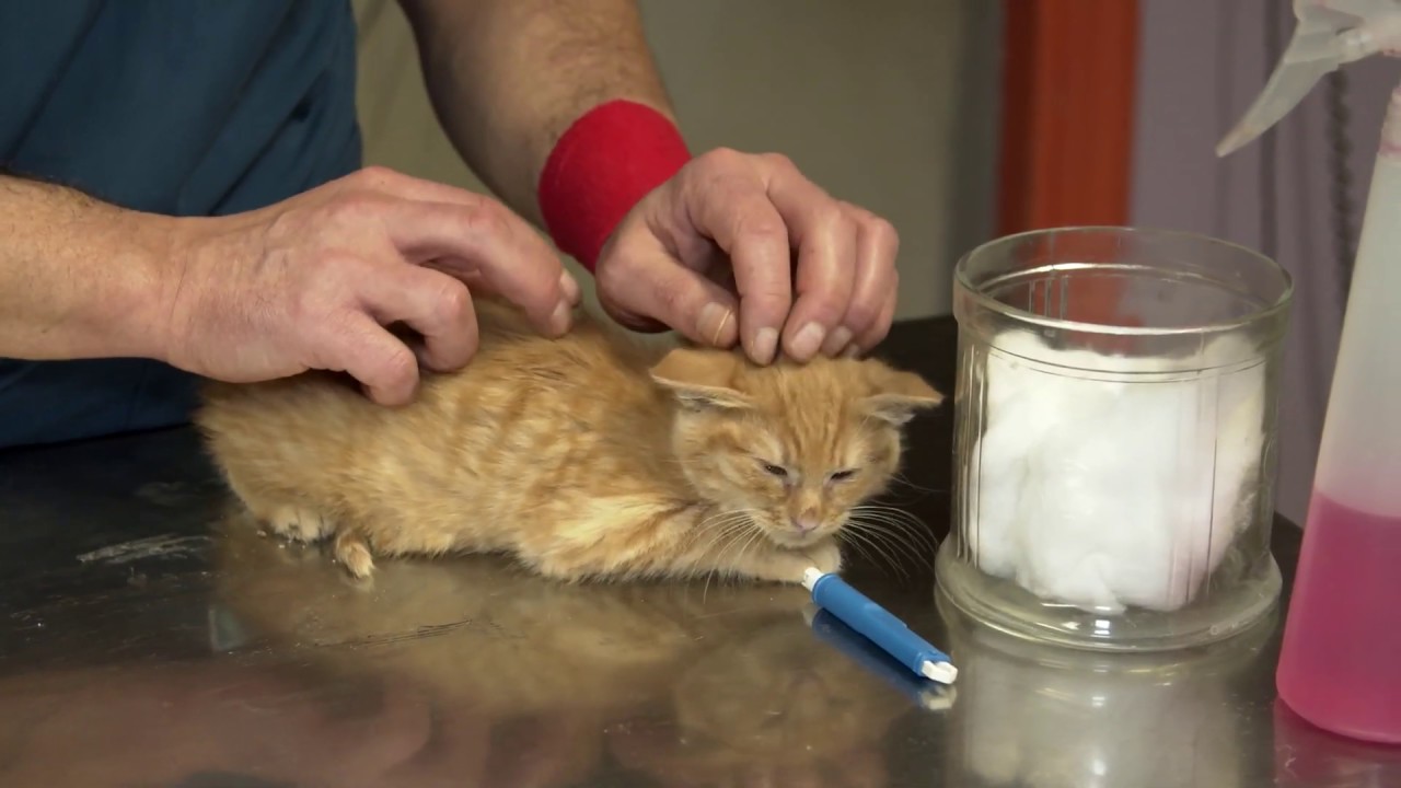 come togliere le zecche al gatto in modo naturale