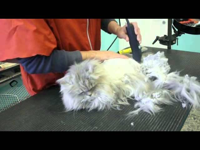 come tosare un gatto pieno di nodi
