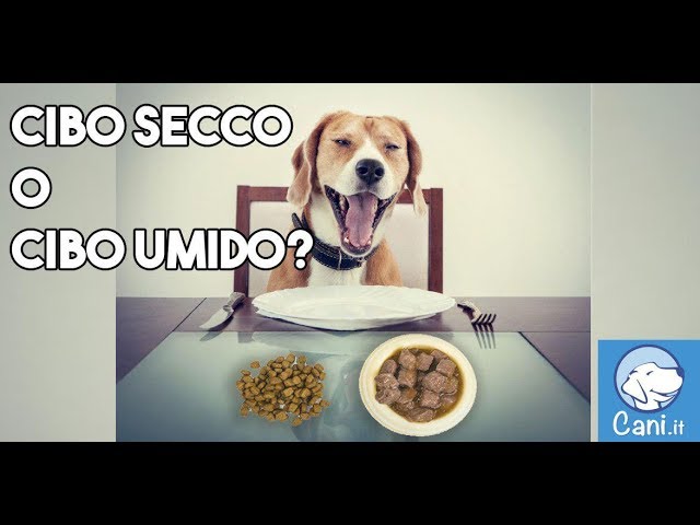 cosa dare da mangiare al cane oltre ai croccantini
