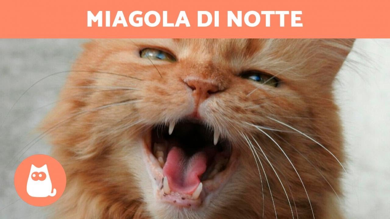 cosa fare se il gatto miagola di notte