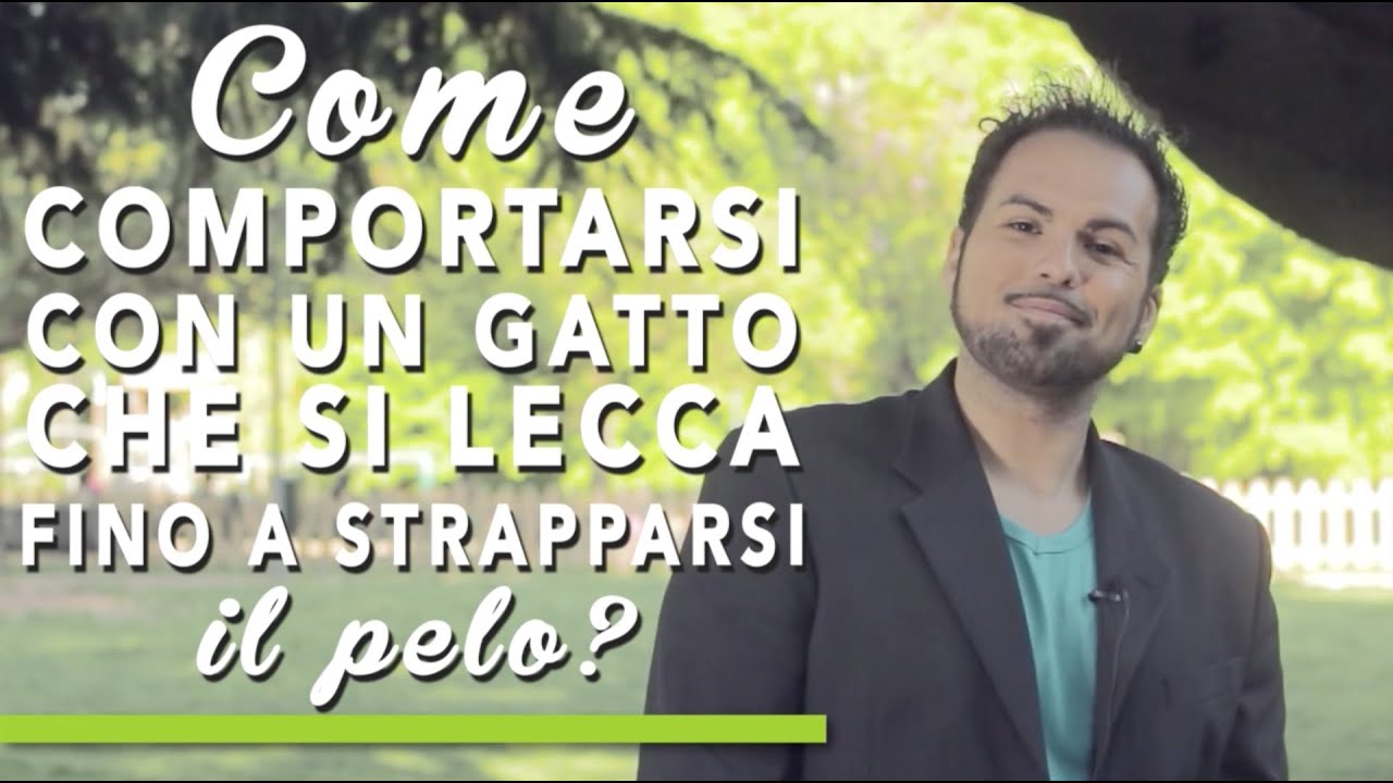 cosa fare se il gatto si lecca troppo