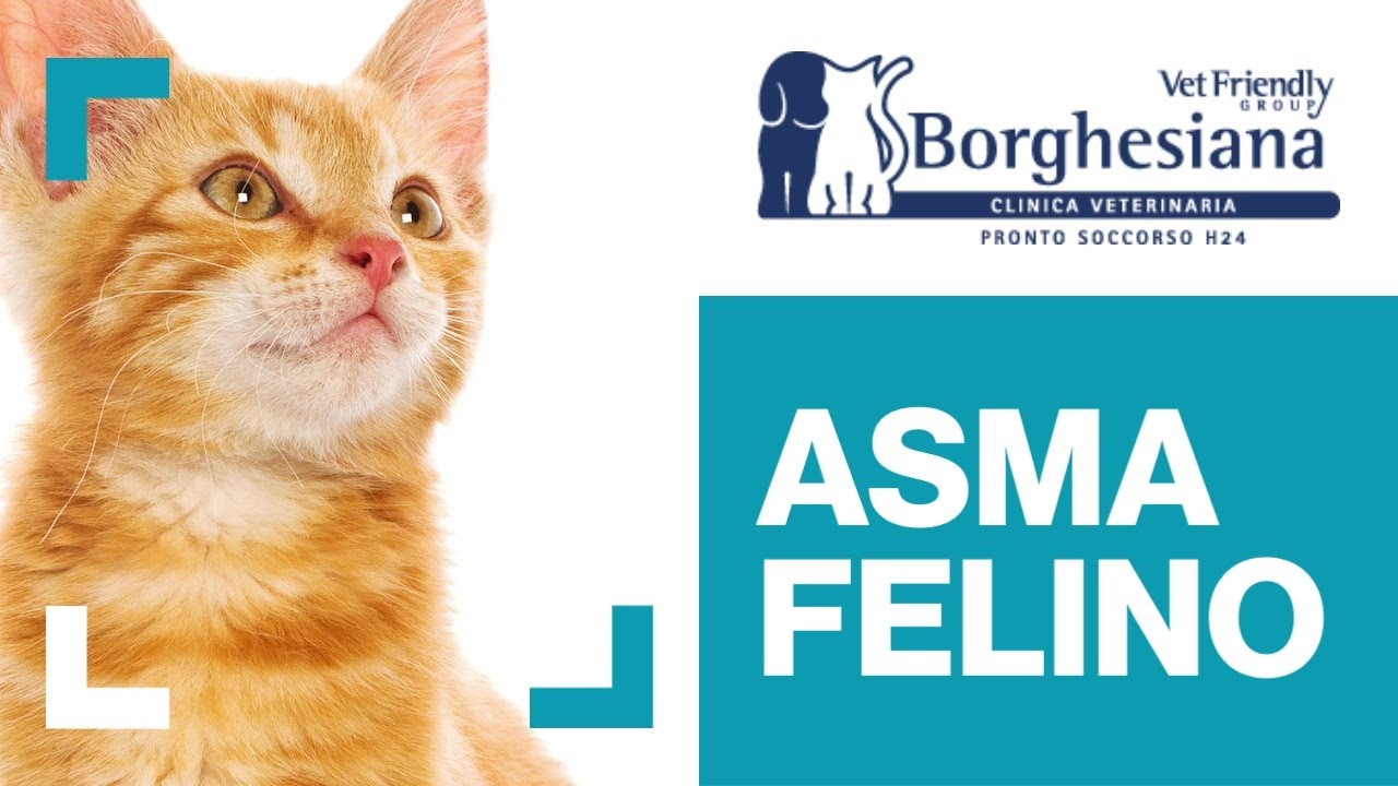 cosa fare se il gatto starnutisce