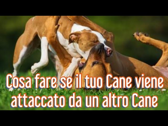 cosa fare se un cane attacca il mio cane