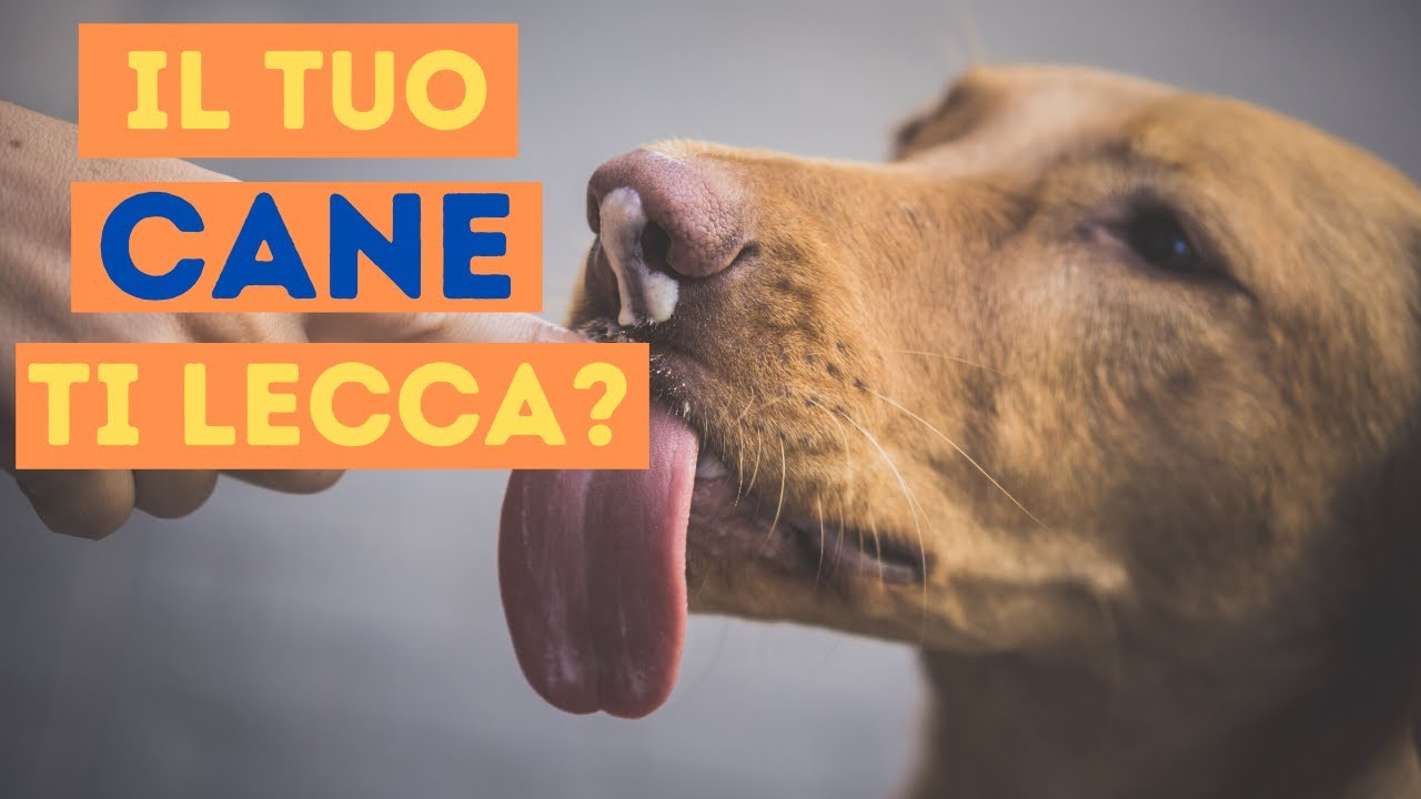 cosa significa quando i cani ti leccano