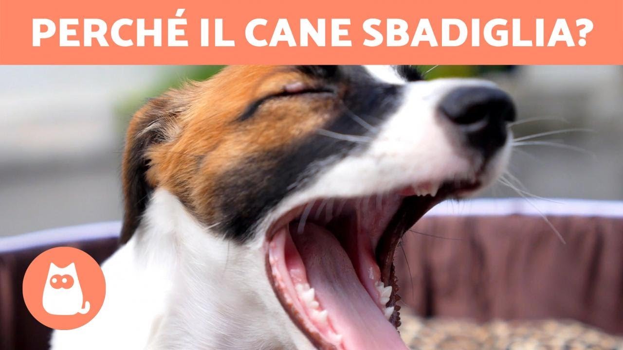 cosa significa quando il cane sbadiglia