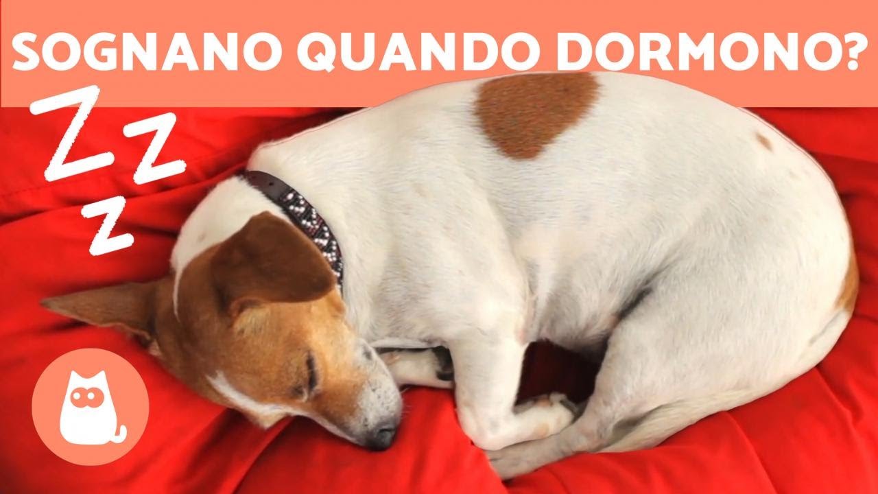 cosa sognano i cani quando muovono le zampe