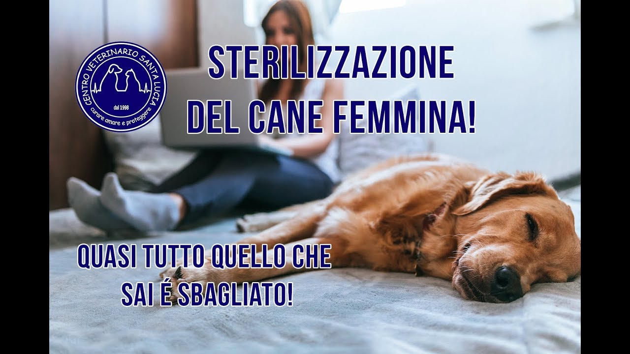 cosa succede se non sterilizzo il cane femmina