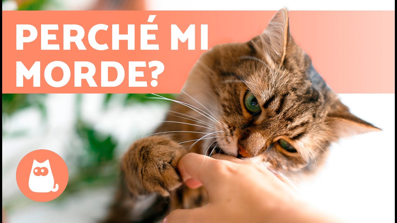 cosa vuol dire quando il gatto ti morde