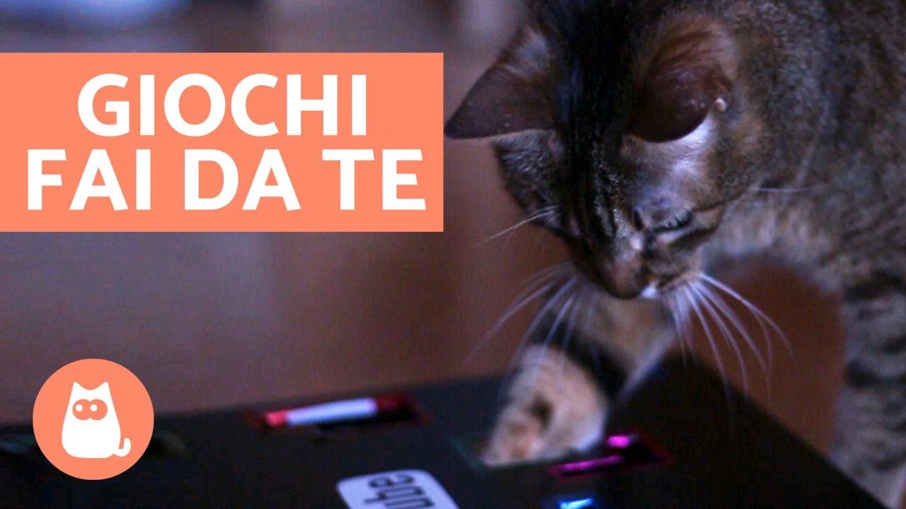 costruire giochi per gatti con scatole