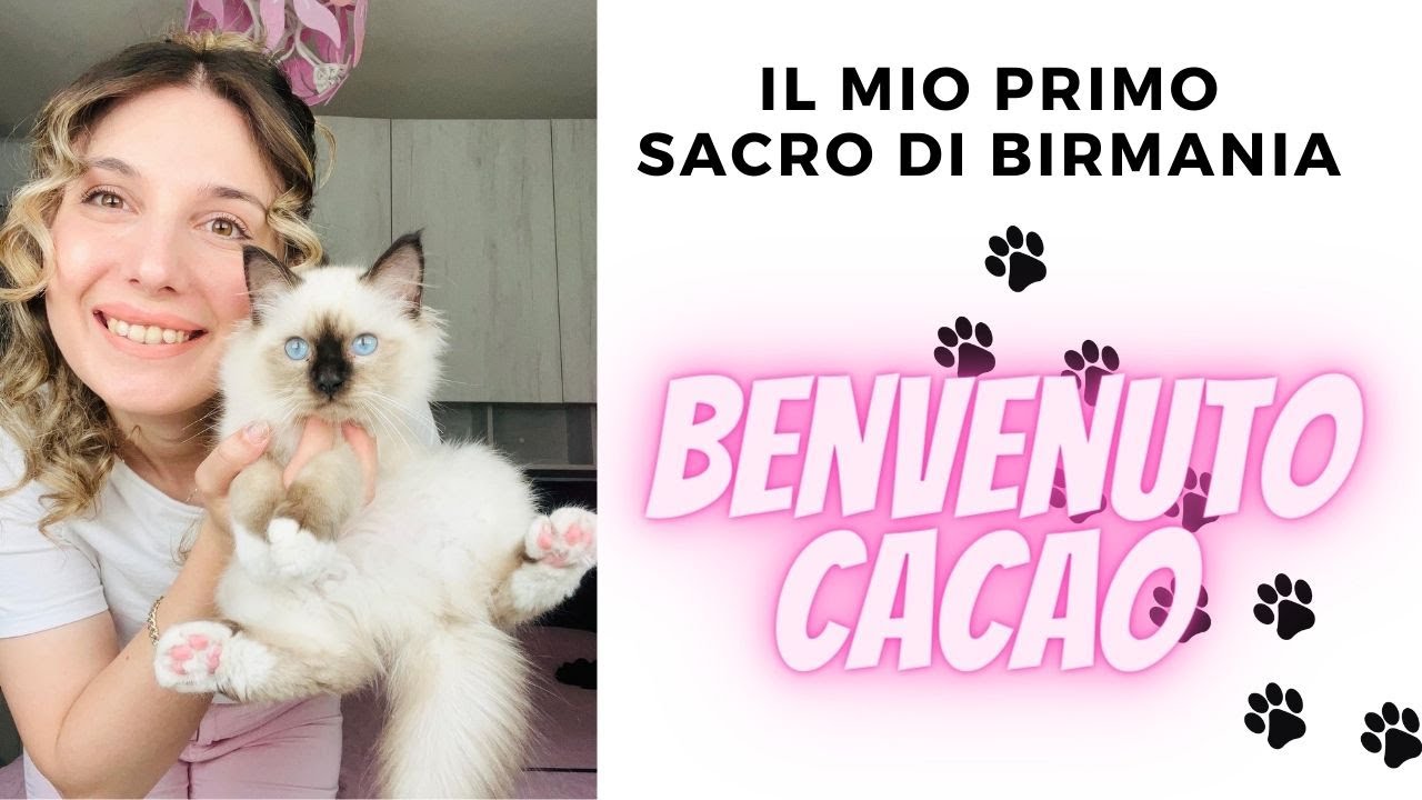 cuccioli di gatto sacro di birmania