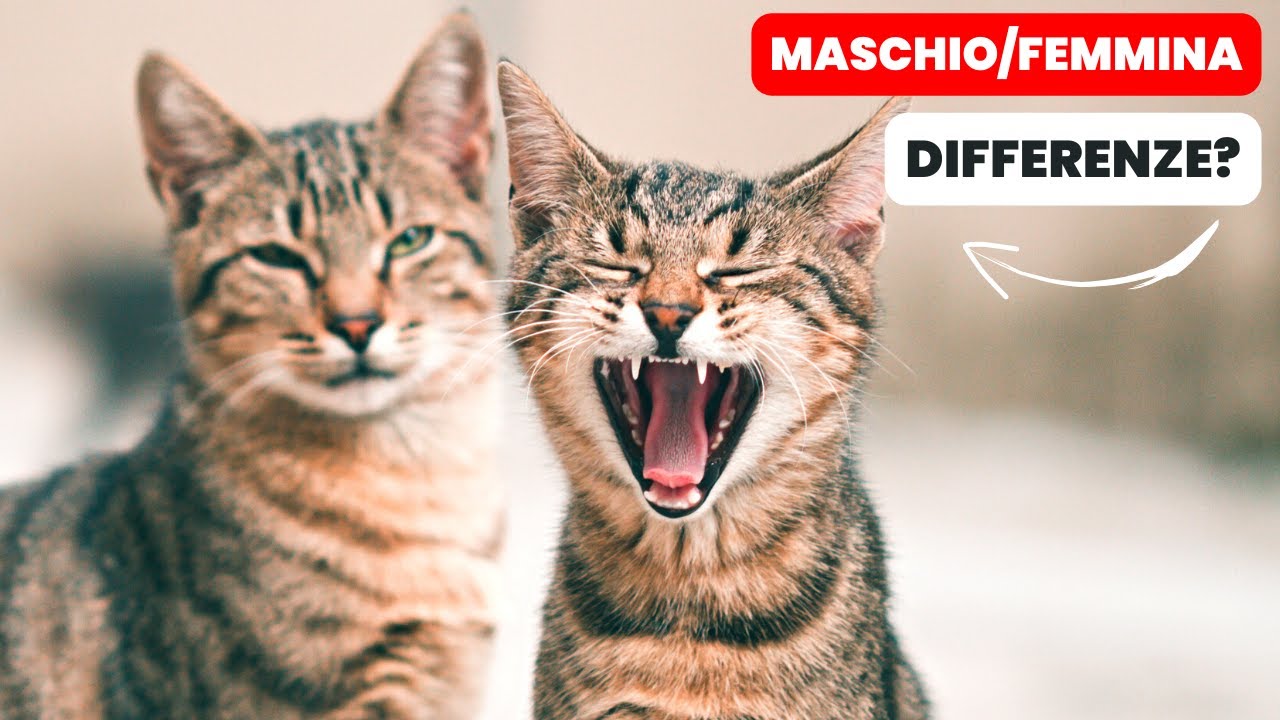 differenza tra gatto maschio e femmina