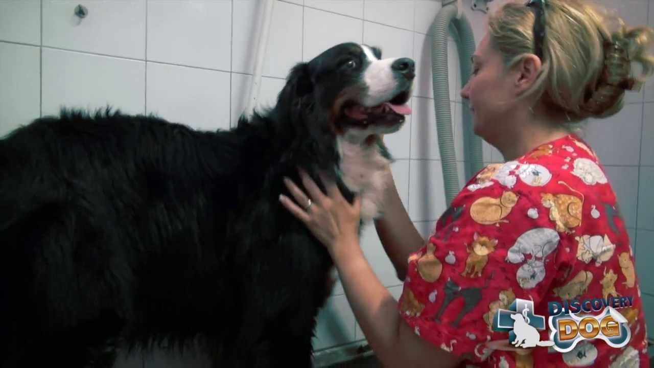 dove lavare il cane vicino a me