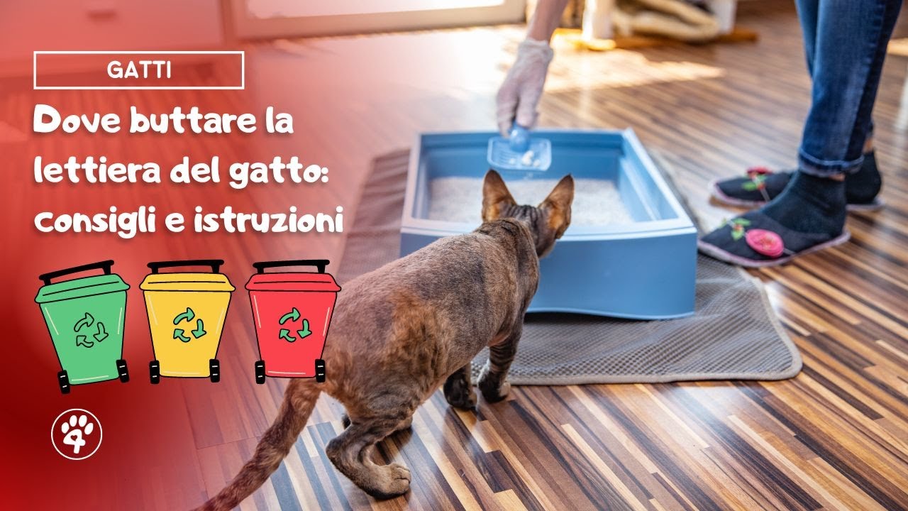 dove si butta la sabbia del gatto