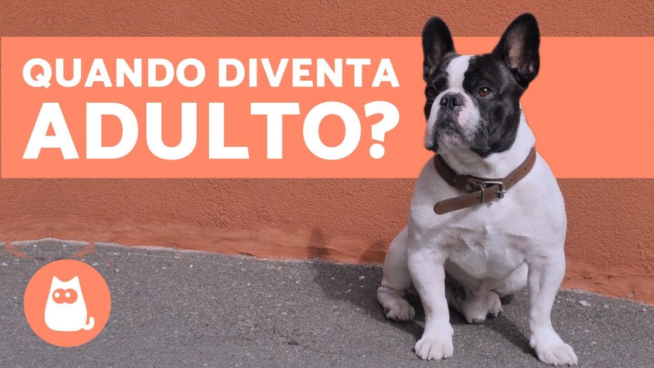 fino a quando cresce un cane