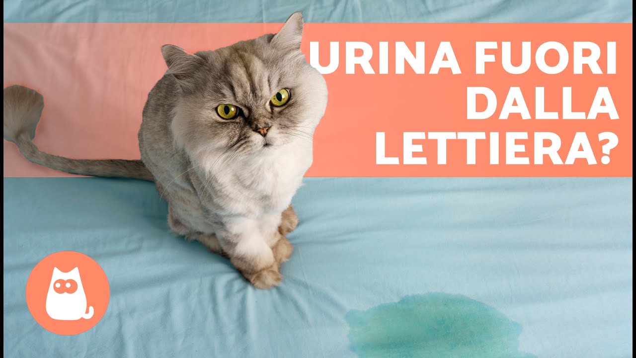 gatto adulto che fa pipi in casa