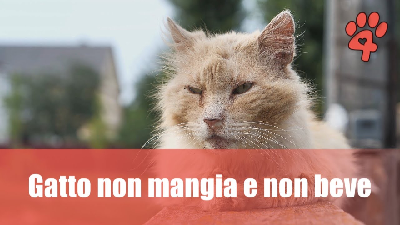 gatto anziano non mangia e non beve