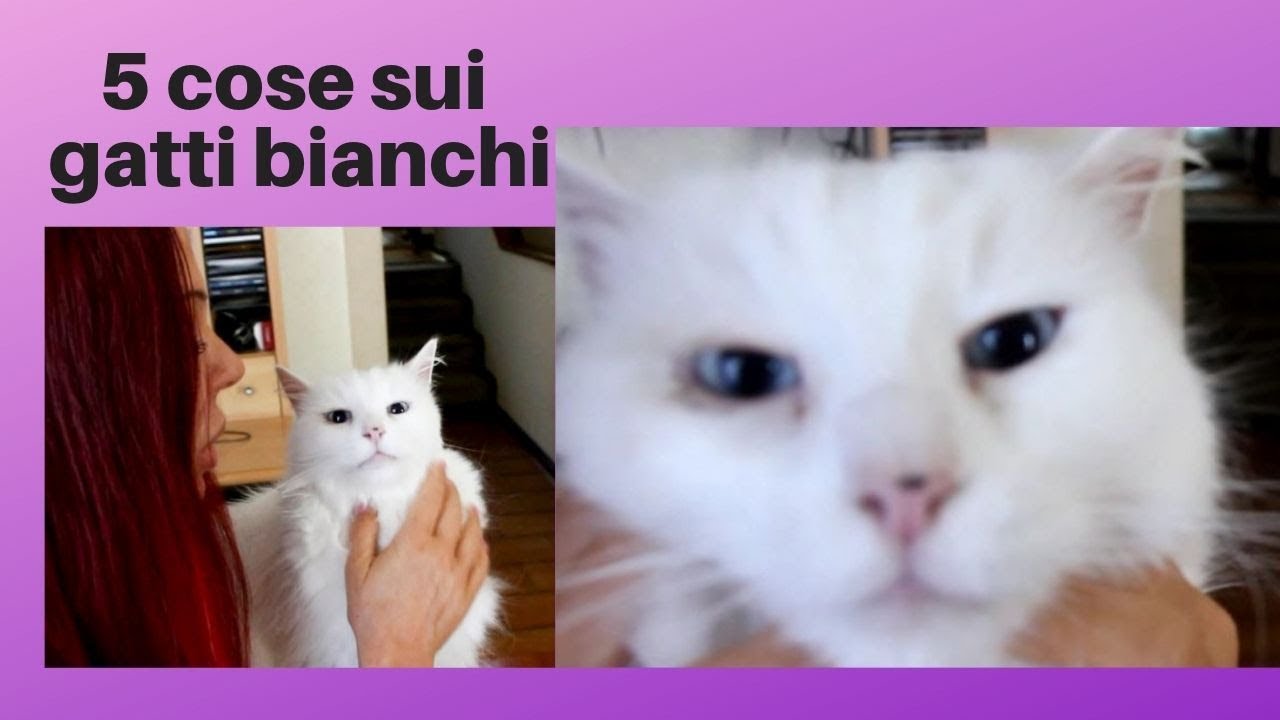 gatto bianco e grigio occhi azzurri