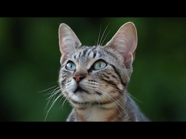 gatto europeo bianco e nero carattere