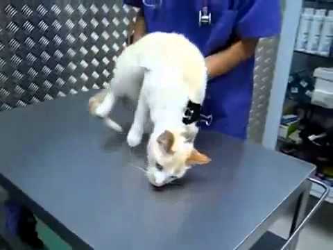 gatto randagio si struscia sulle gambe