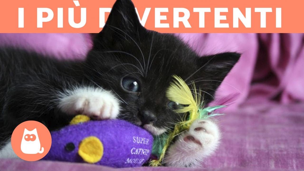 giochi per gatto solo in casa