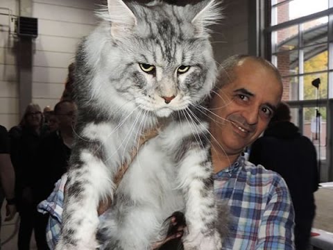 i 10 gatti più grandi del mondo