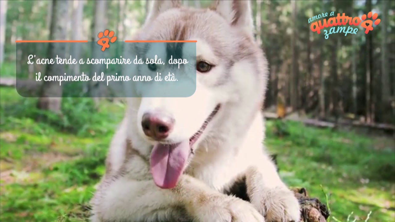 i cani possono avere i brufoli