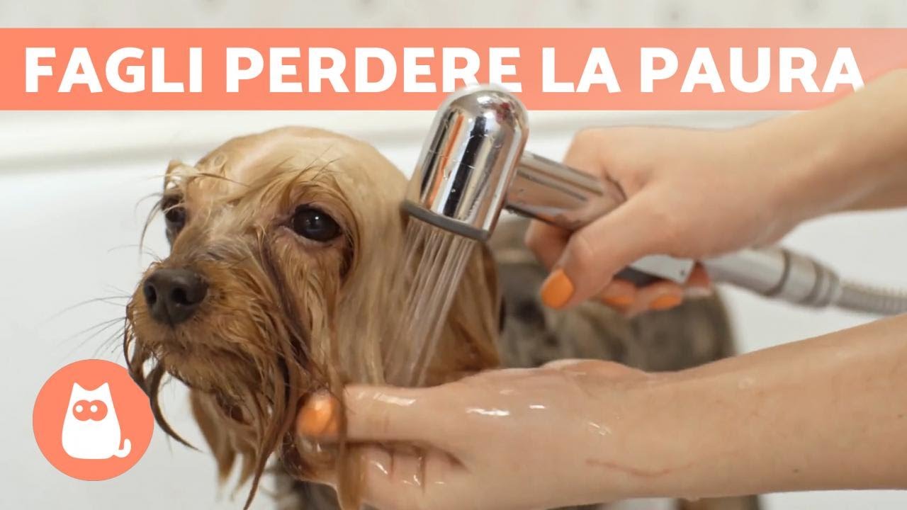 i cani possono fare il bagno in mare