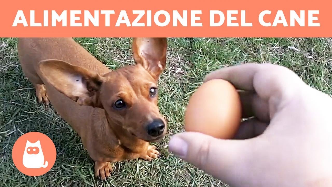 i cani possono mangiare la pizza