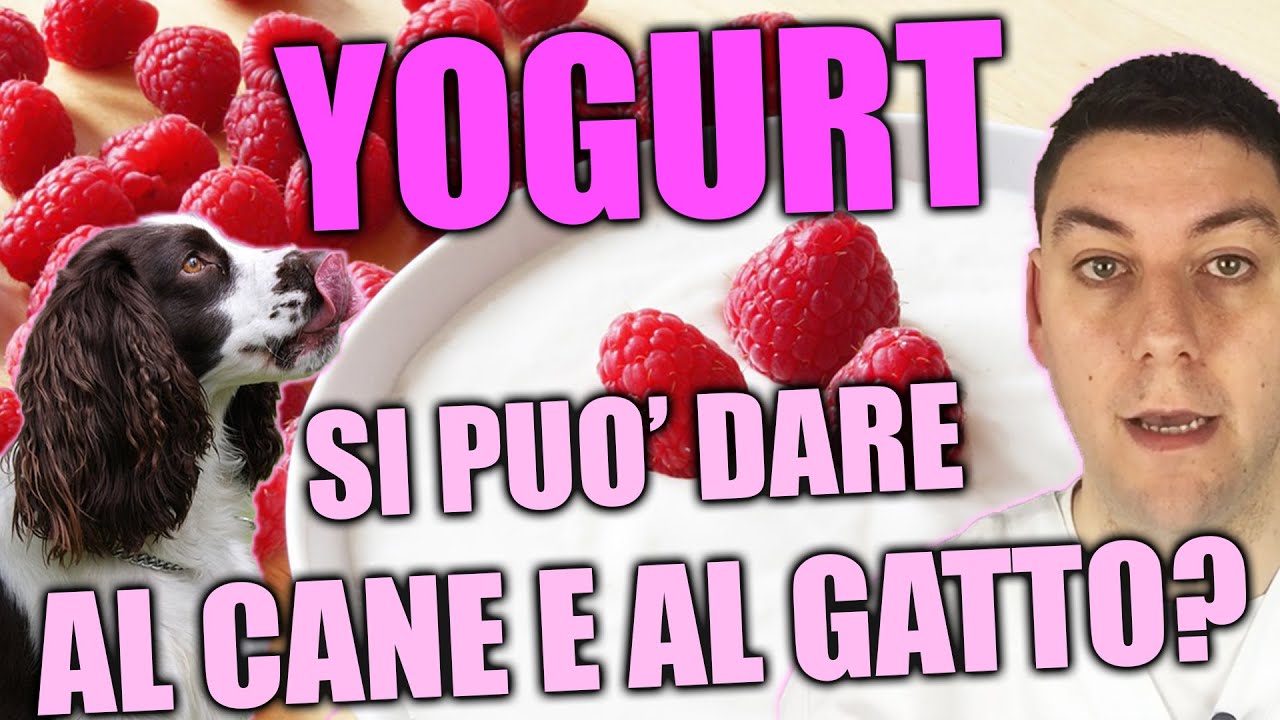 i cani possono mangiare lo yogurt greco