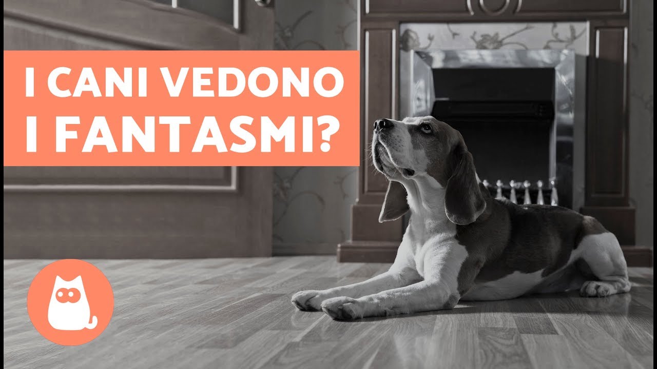 i cani possono vedere i fantasmi