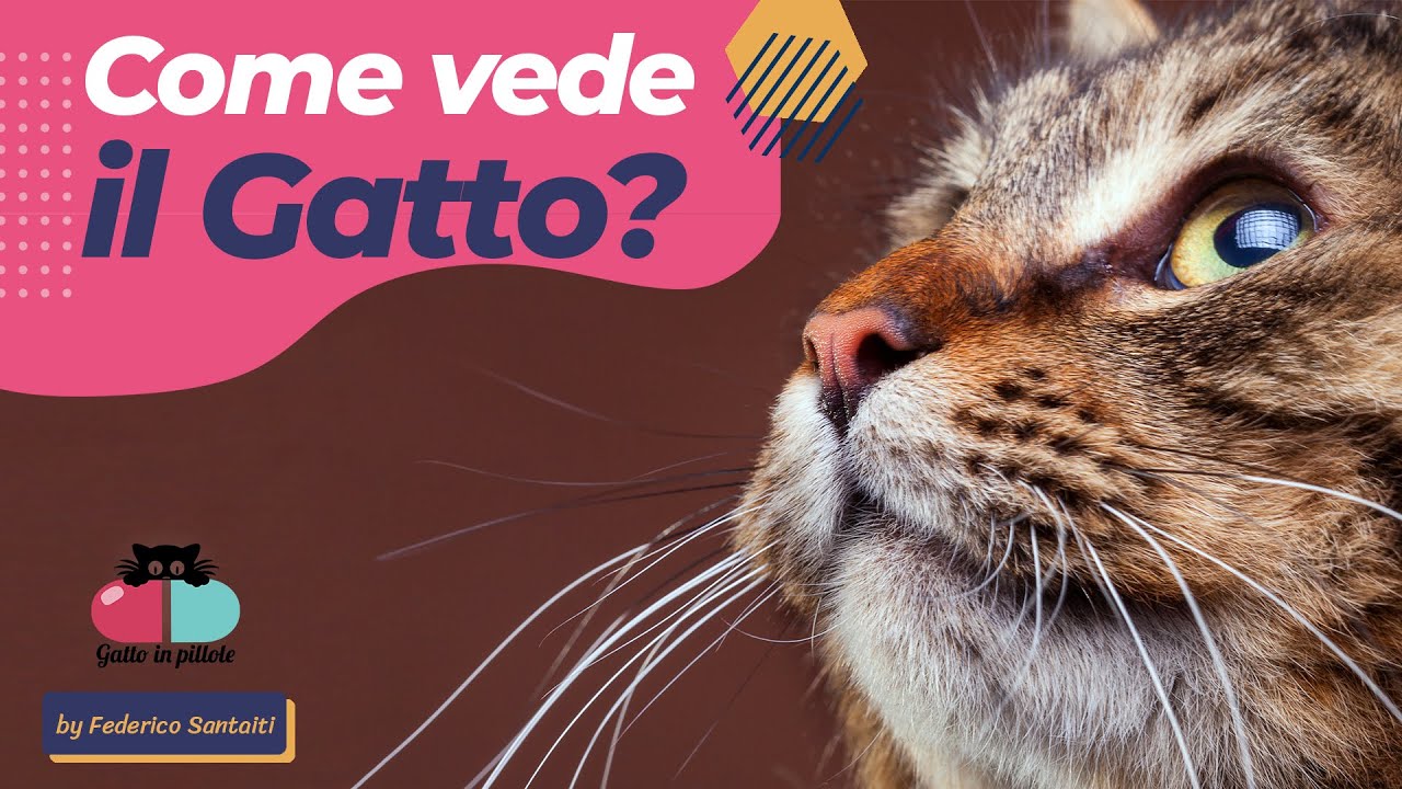 i gatti possono stare al buio