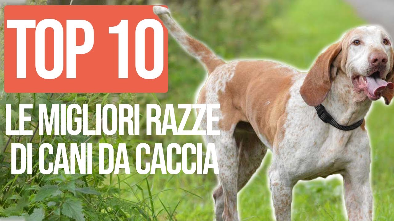 i migliori cani da caccia al cinghiale