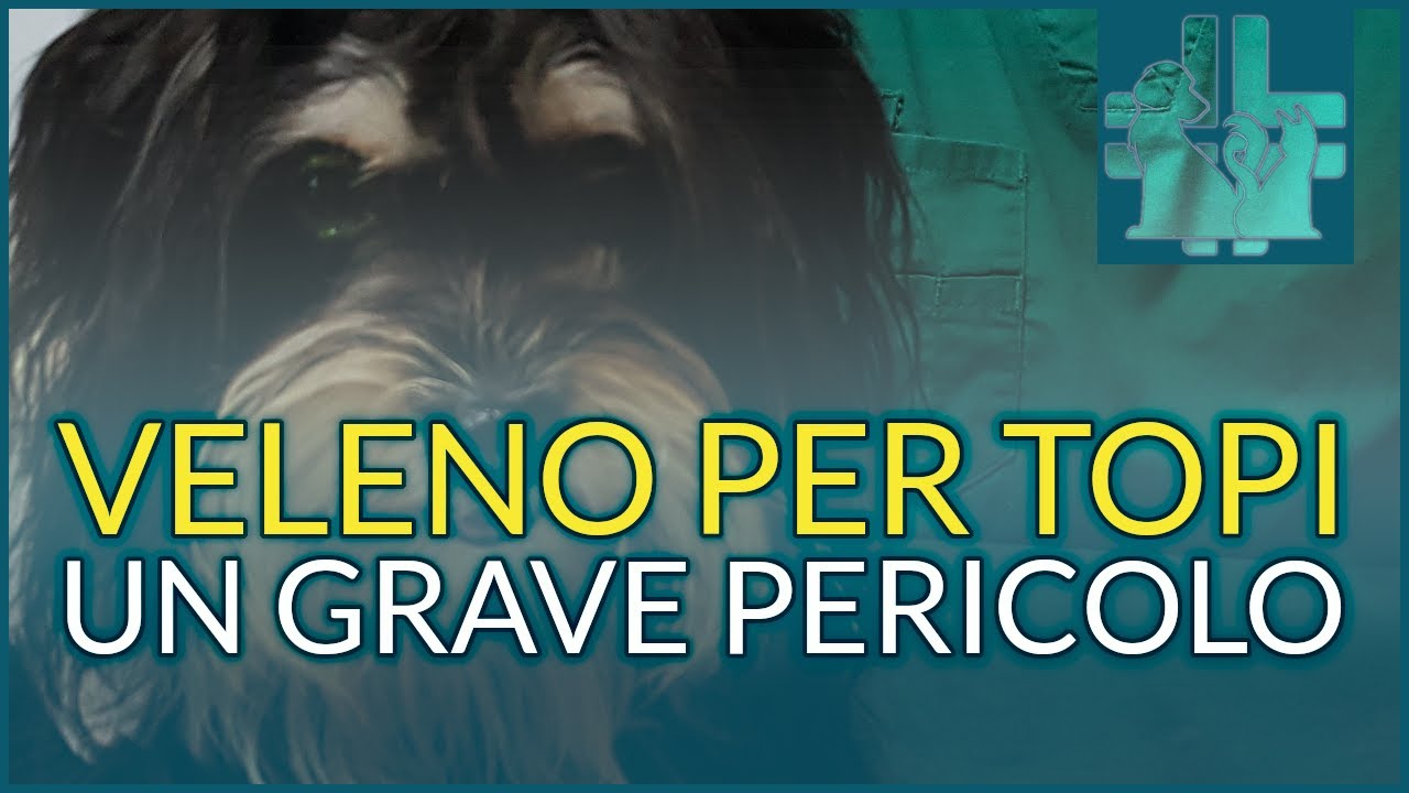 i topi sono pericolosi per i cani