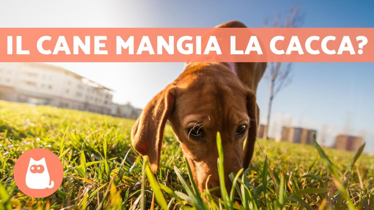 il cane mangia la cacca del gatto