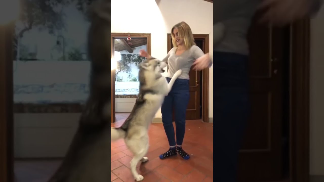 il cane mi ha rovinato la vita