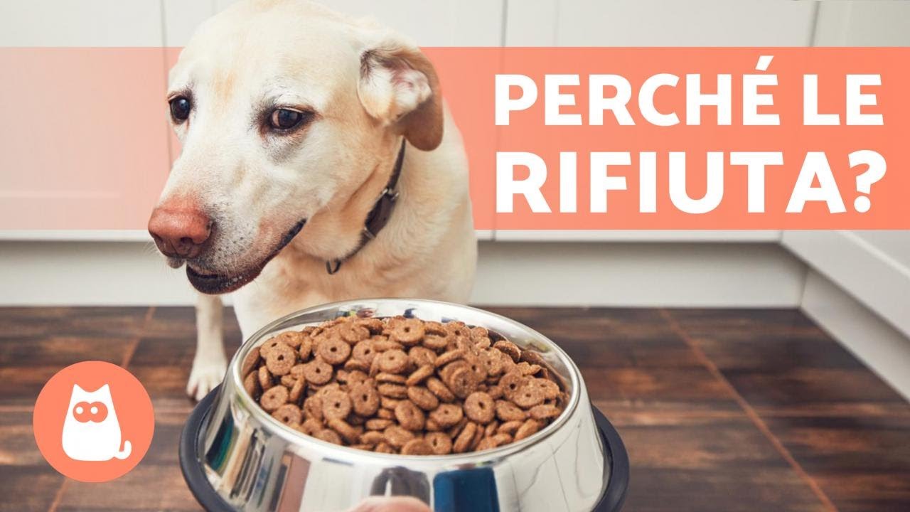 il cane non mangia da una settimana