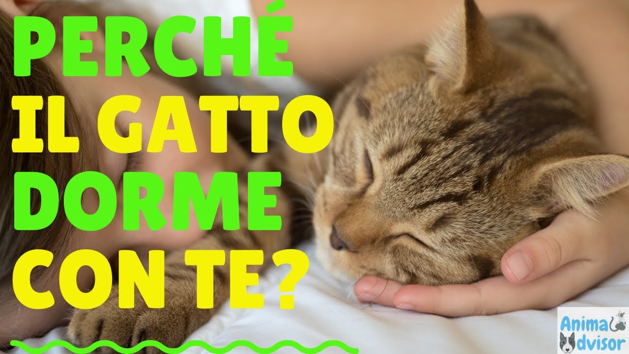 il gatto cambia posto per dormire