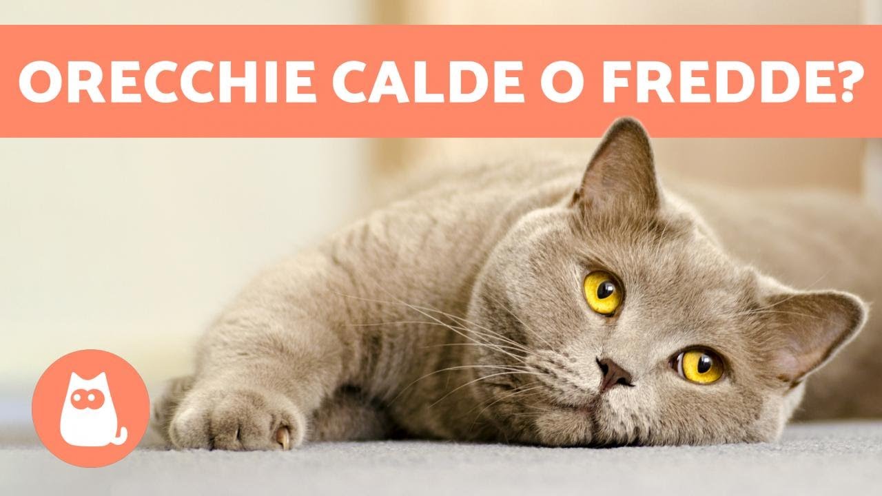 il gatto ha le orecchie calde