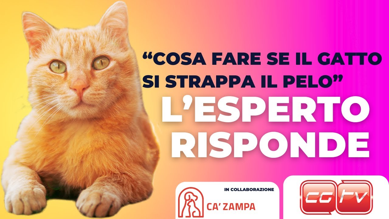 il gatto si strappa il pelo