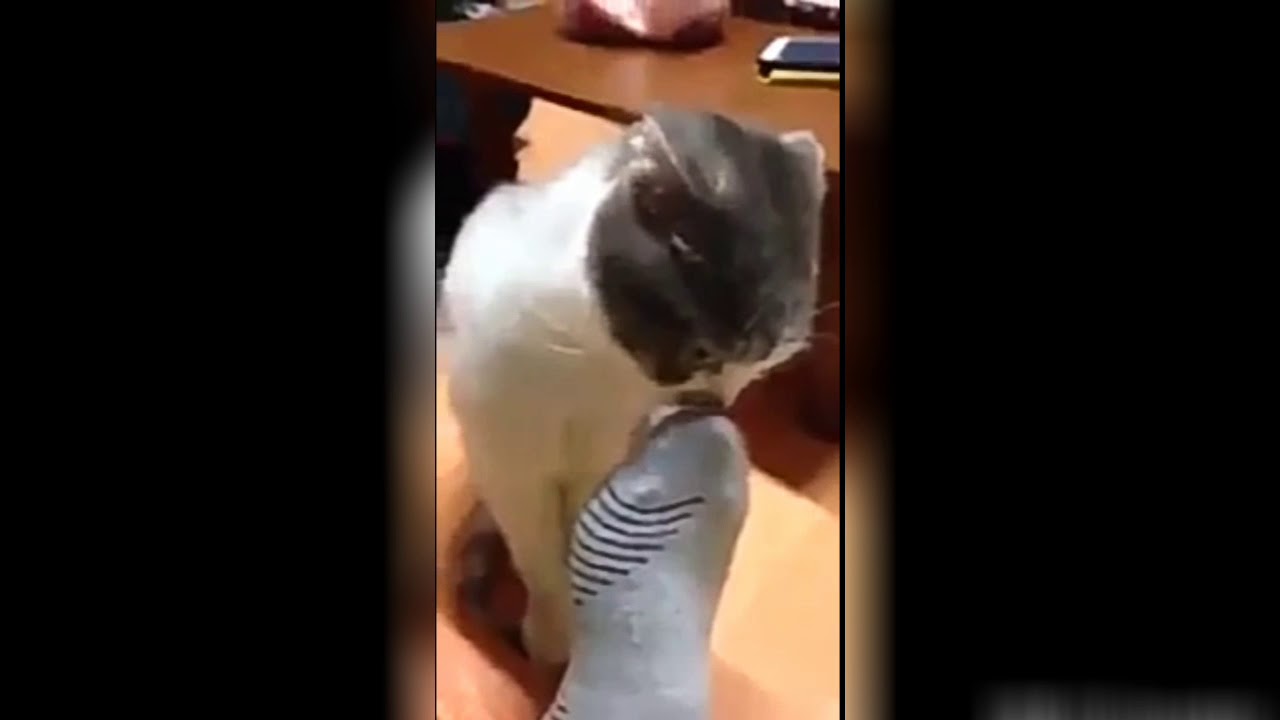 il mio gatto fa scoregge puzzolenti