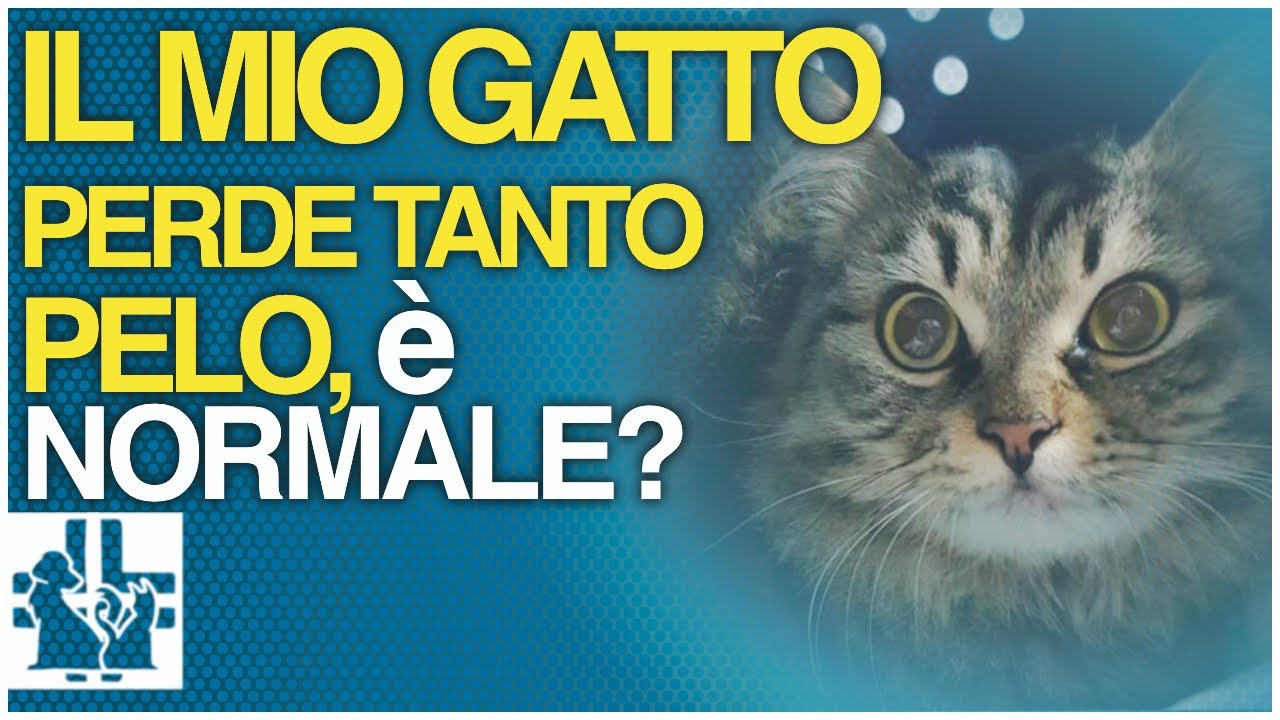 il mio gatto perde tanto pelo cosa fare