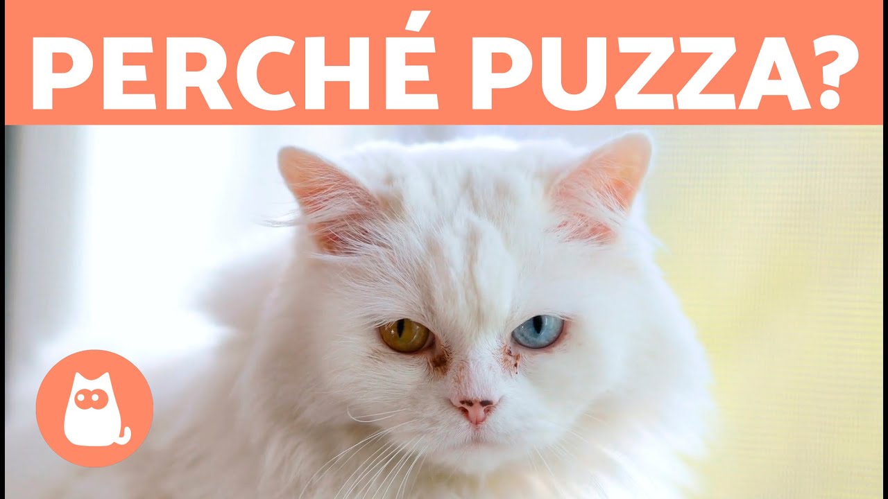 il mio gatto puzza di marcio