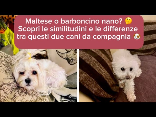 incrocio tra maltese e barboncino toy