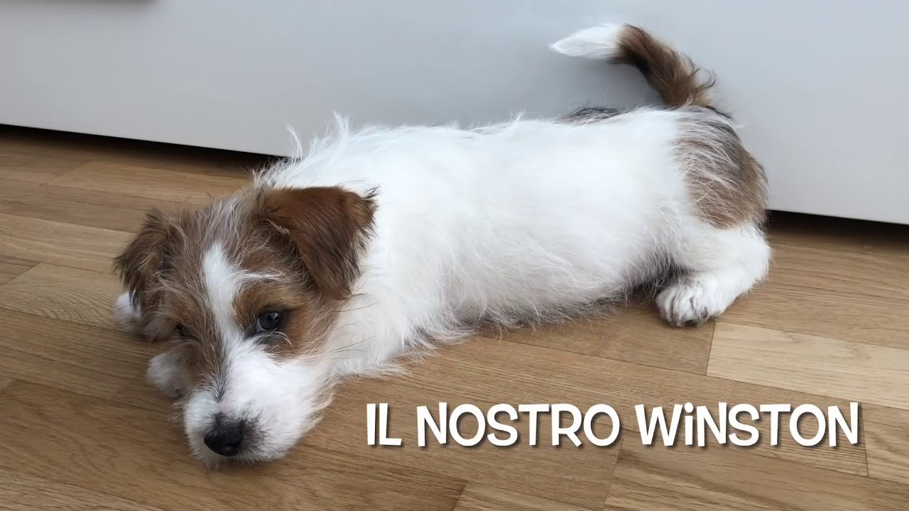 jack russel a pelo lungo prezzo