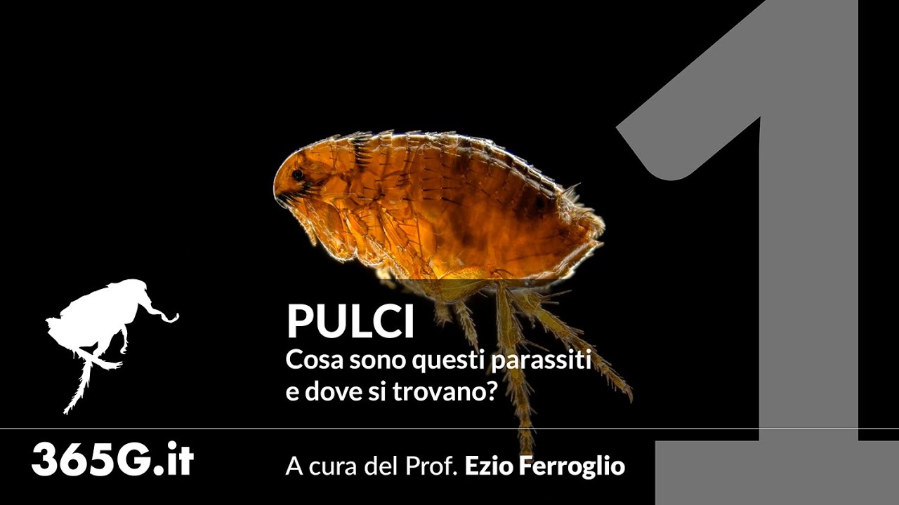 le pulci dei cani attaccano l'uomo