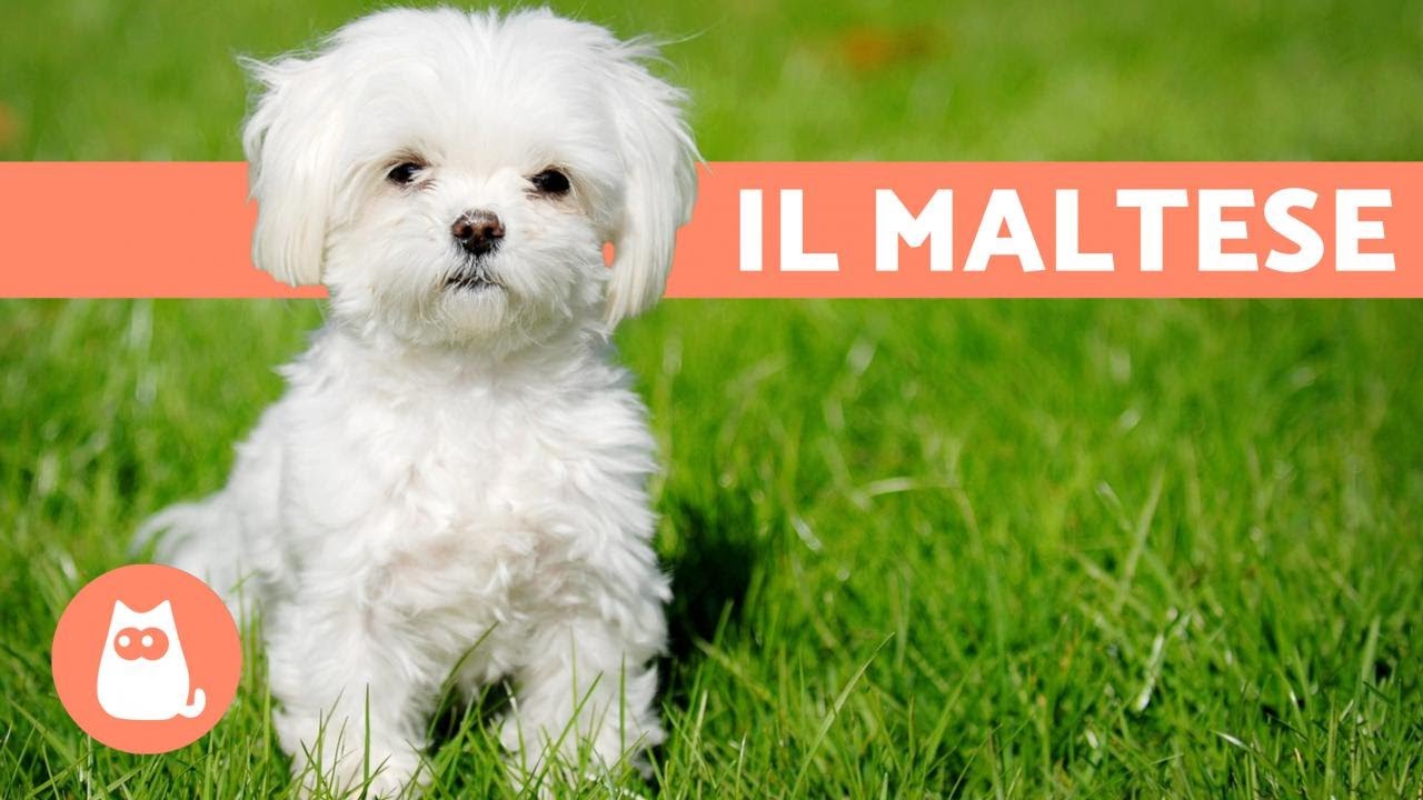 maltese cani che non perdono pelo