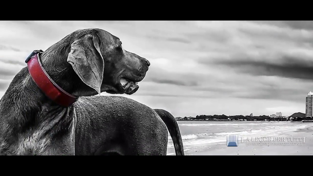 modulo denuncia smarrimento cane con microchip