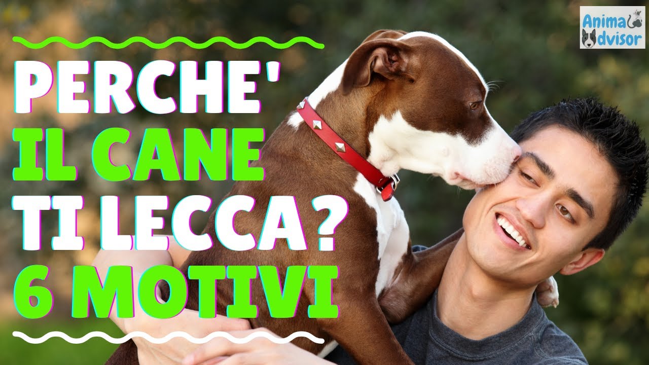 perché i cani leccano le gambe