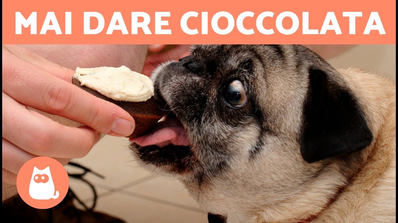 perchè i cani non possono mangiare il cioccolato